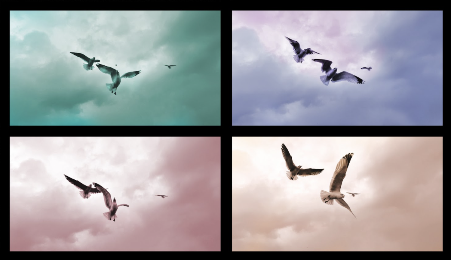 Four photos of seagulls - one in muted green, one in muted purple, one in muted pink, and one in muted brown